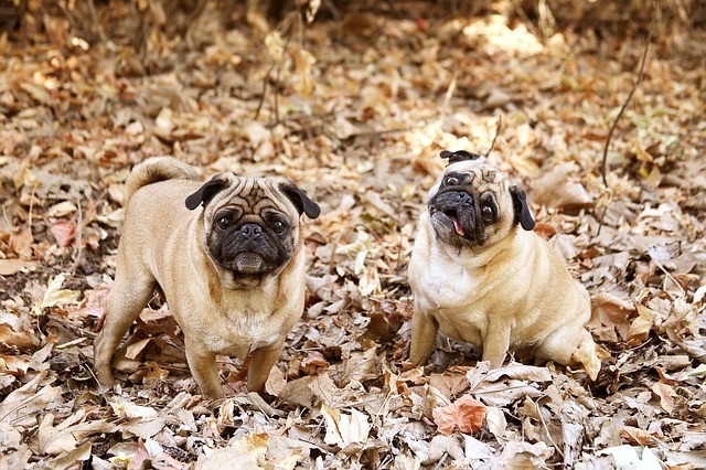 Pug Personality