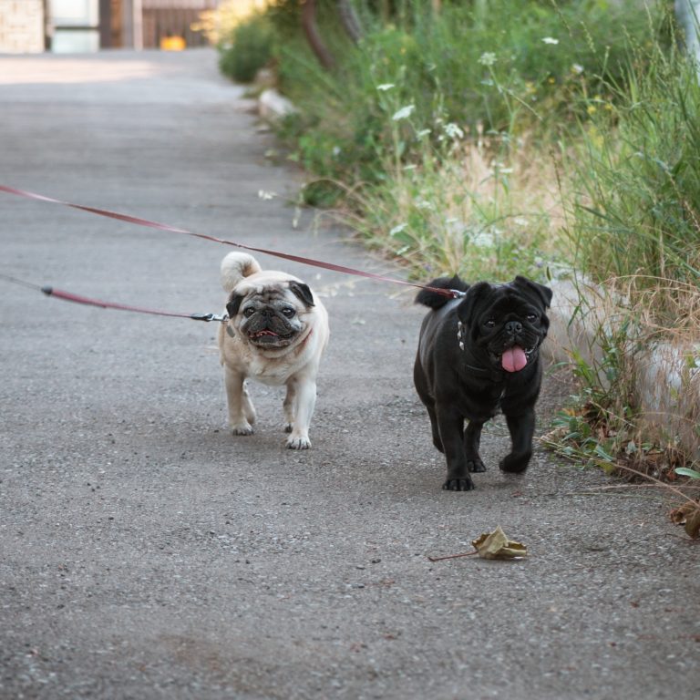 2 overweight Pugs