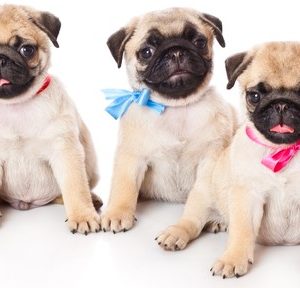 3 small pugs cropped