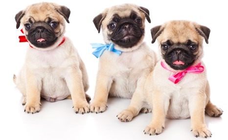 3 small pugs cropped