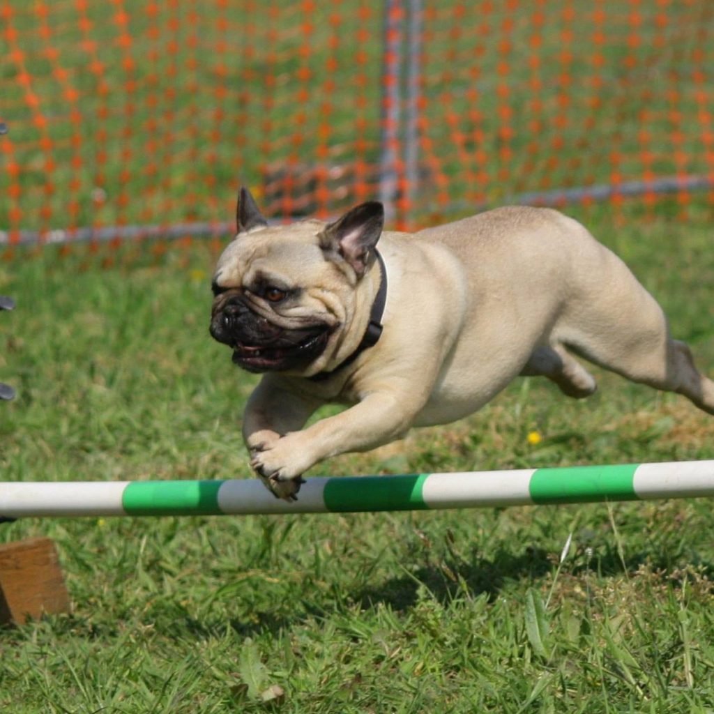 Agility Pug