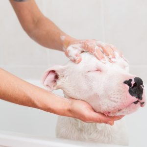 Albino Dog Bath