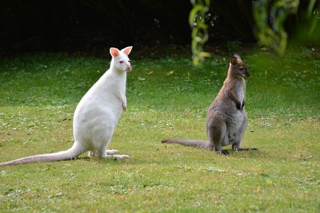 Albino Kangaroo