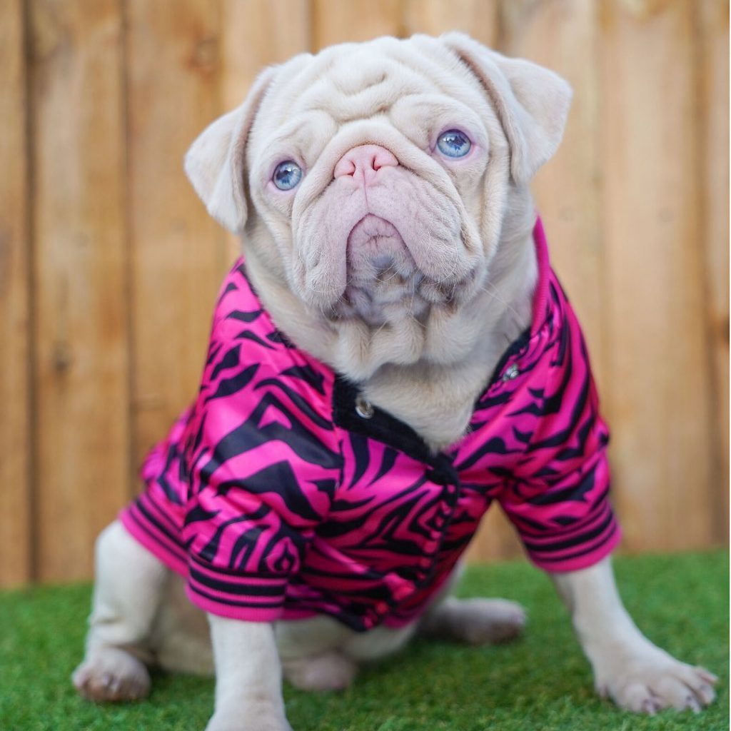 Albino Pugs Rare Little Pugs Will Steal Your Heart Kooky Pugs