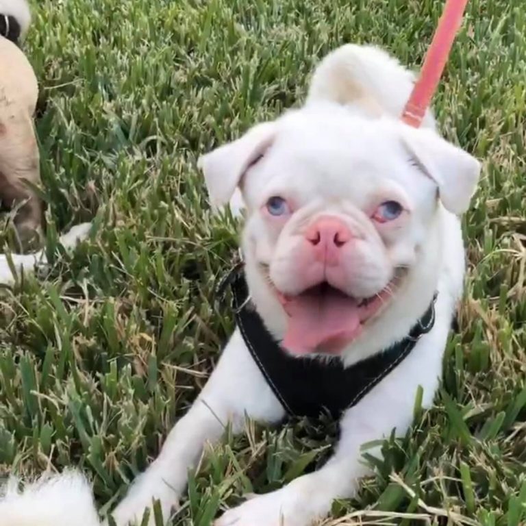 Albino Pug Kooky Pugs