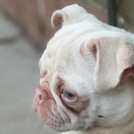 Albino Pug Looking