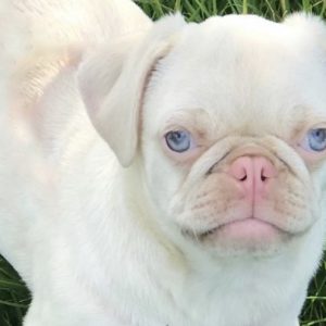 Albino Pug PS