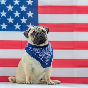 American Flag Pug