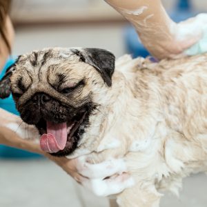 Bath Happy Pug