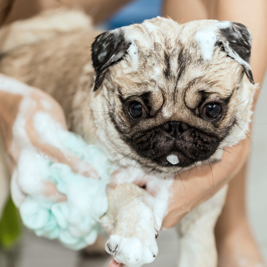 Bath for Pug