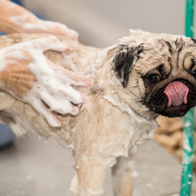 Bathing Pug