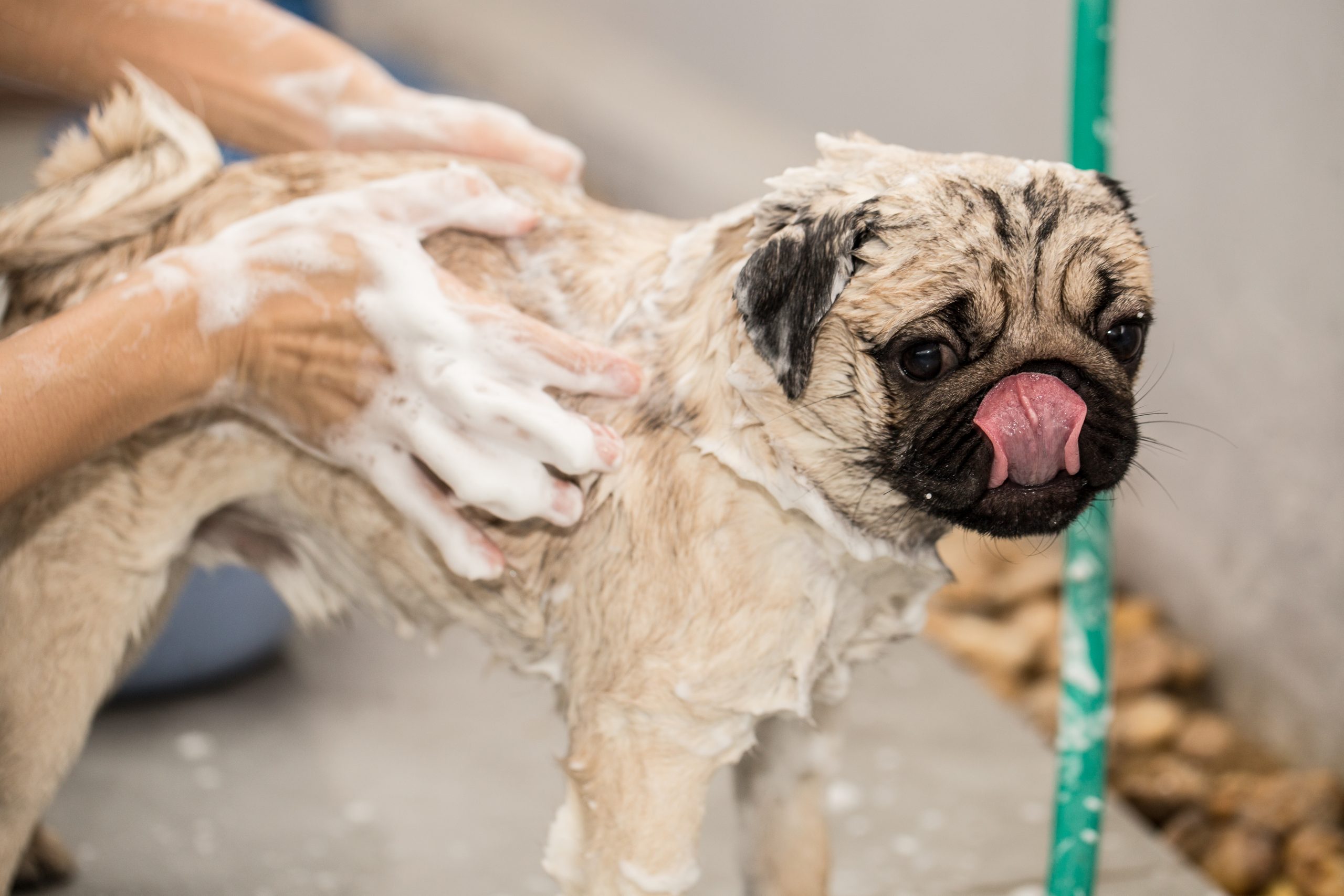 Bathing Pug Kooky Pugs