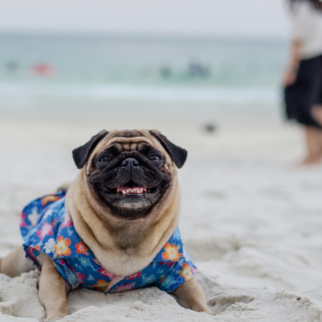 Beach Pug 1