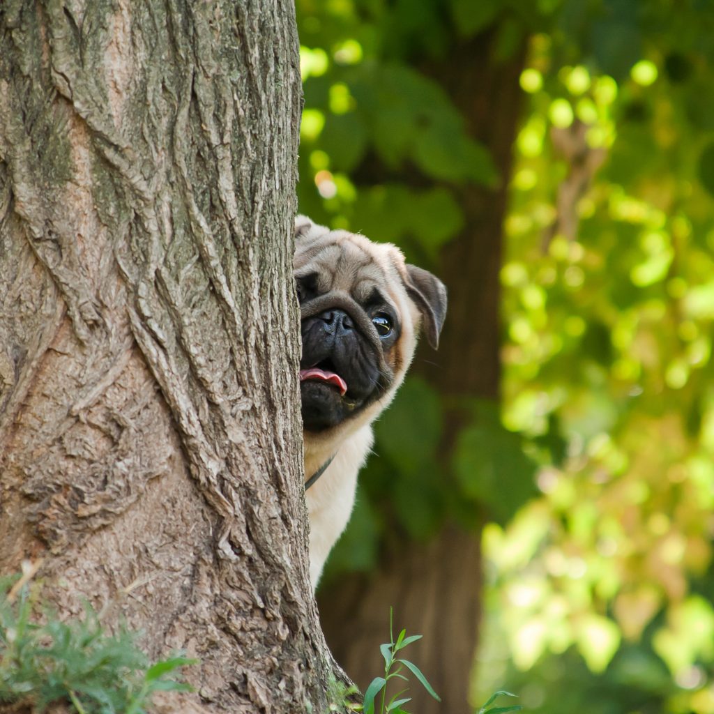 Pug Behind Tree