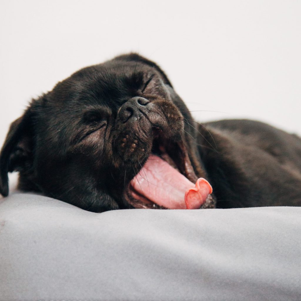 Black Pug Yawning 1