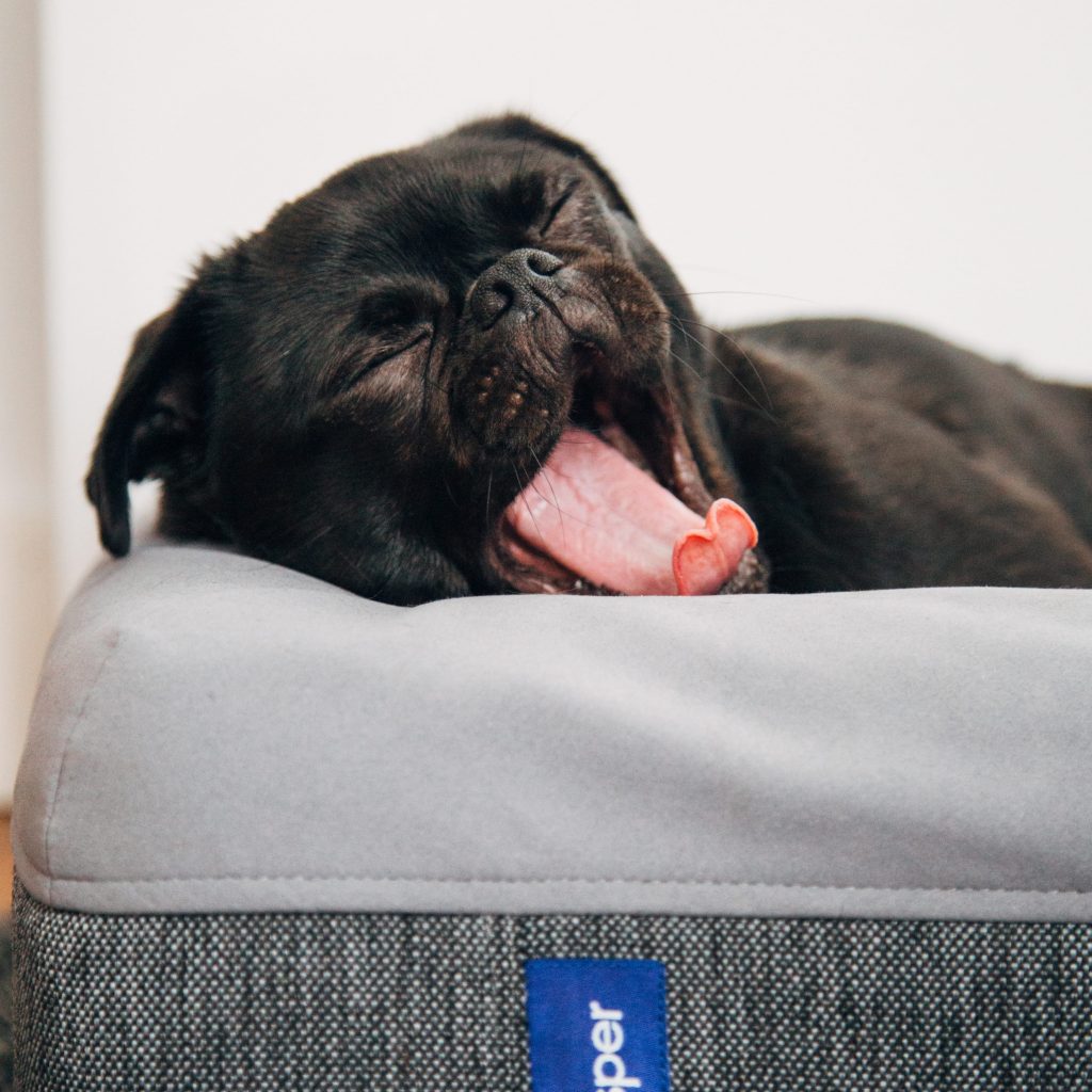 black pug cushion