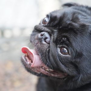 Black Pug Smiling