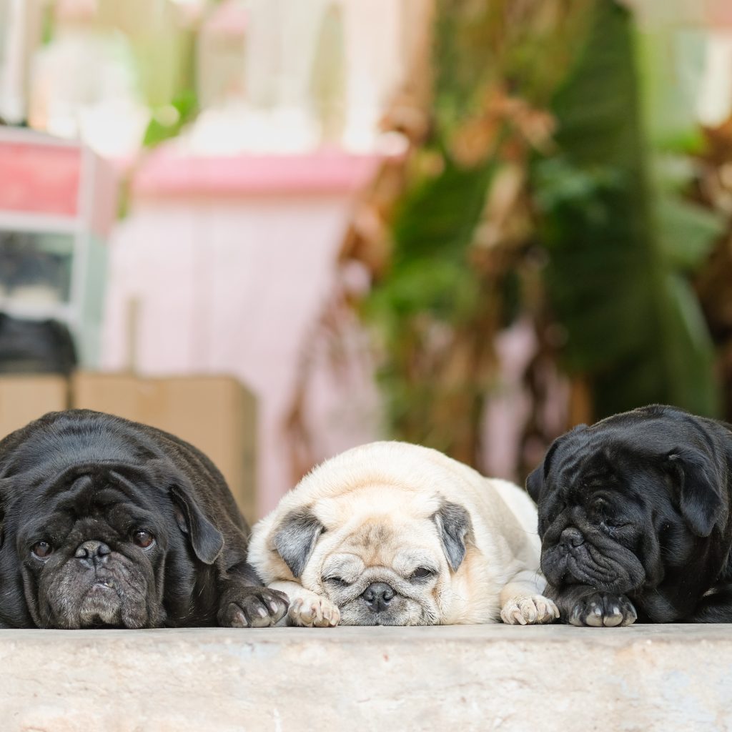 Overweight Pugs