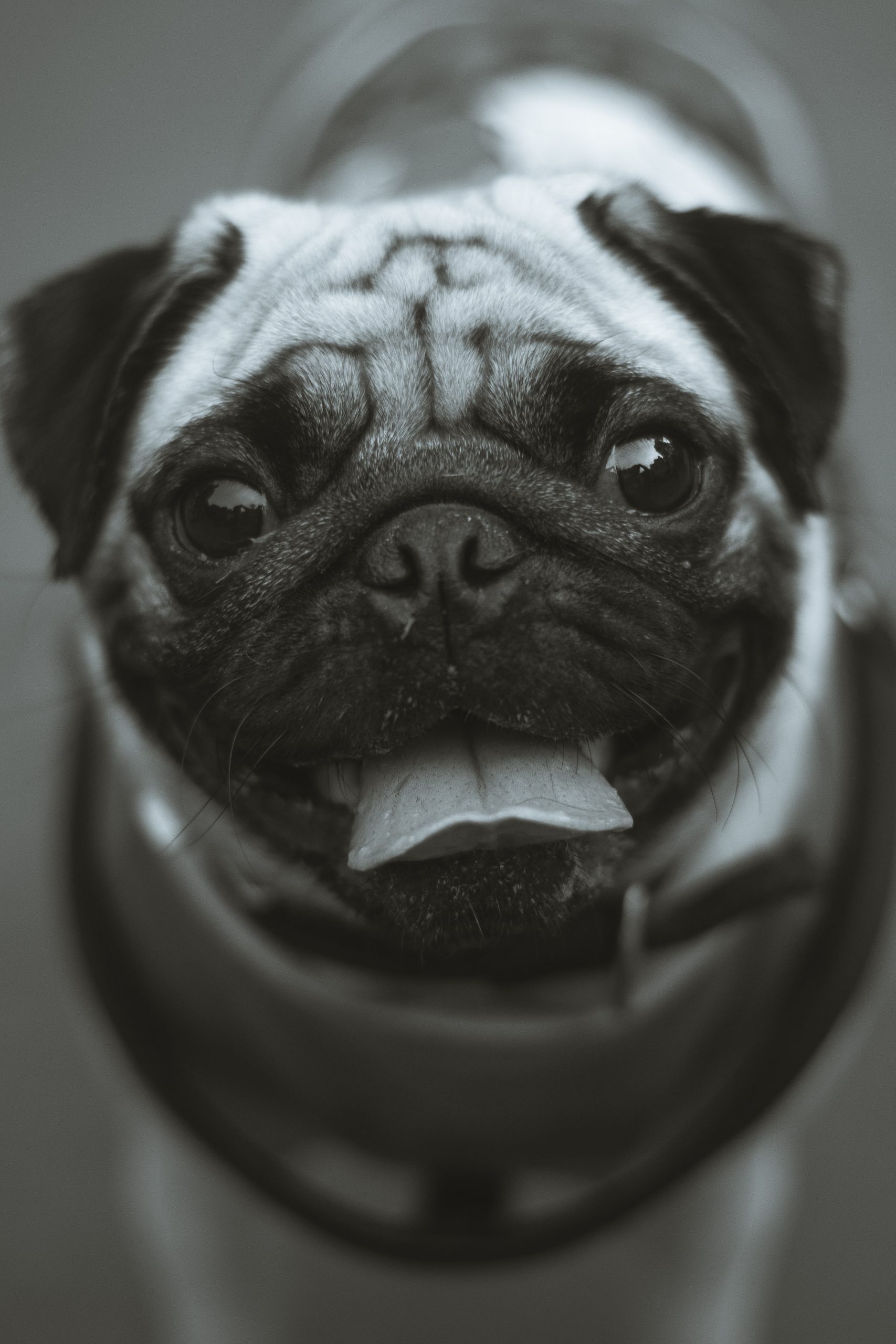 Black and White Pug