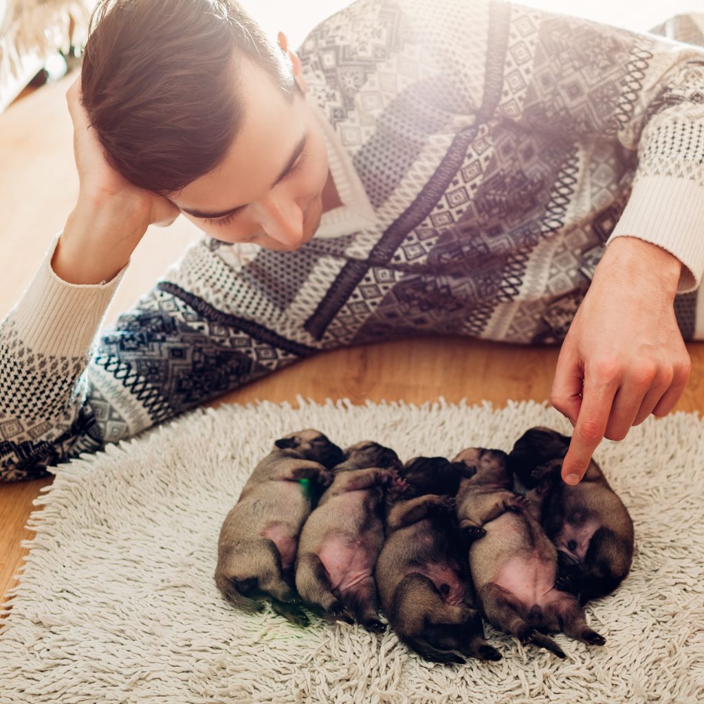 Breeder 5 puppies