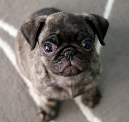 Brindle Pug