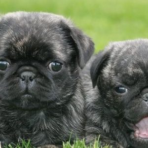Brindle Pug Puppies