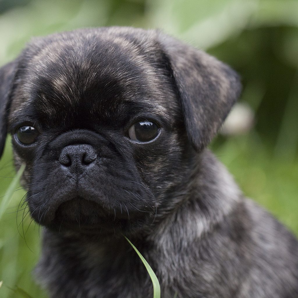 Brindle Pug on Grass