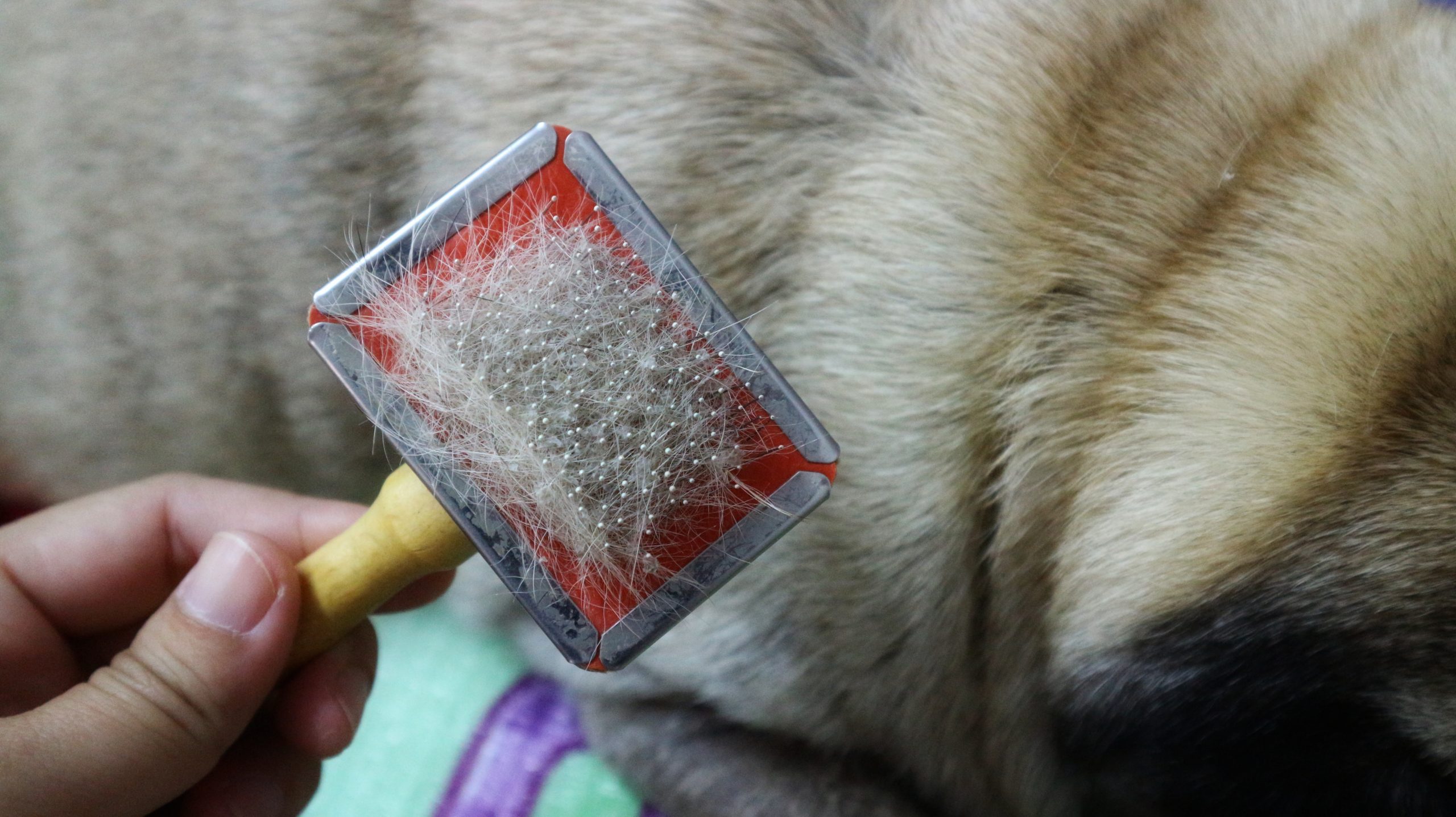 Brushing Pug