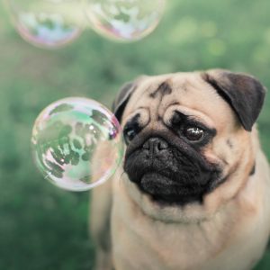 Fawn Pug with Bubbles