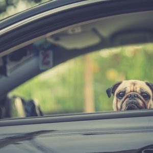 Pug in Car
