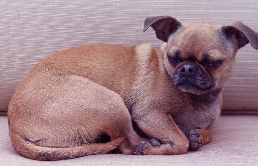 Chug on Couch cropped