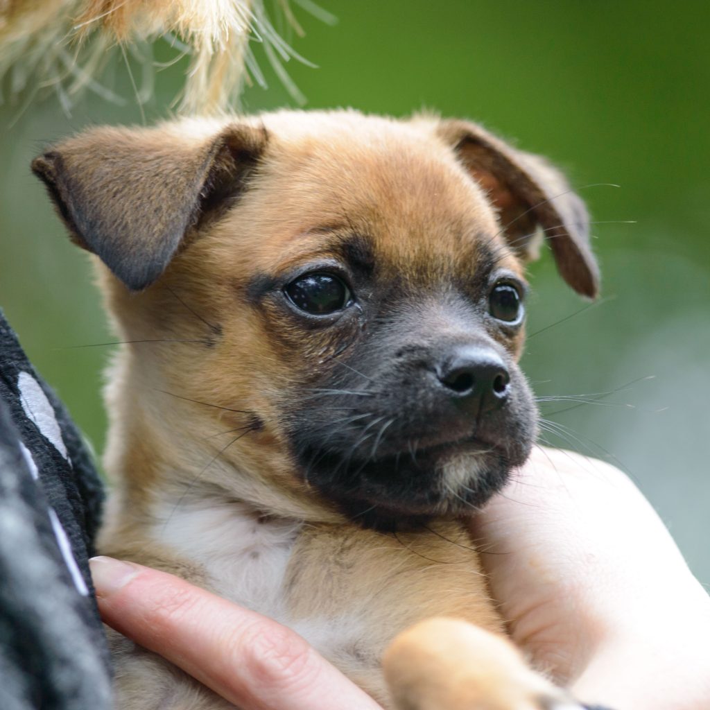 Pug Chihuahua Mix An Indepth Look Kooky Pugs