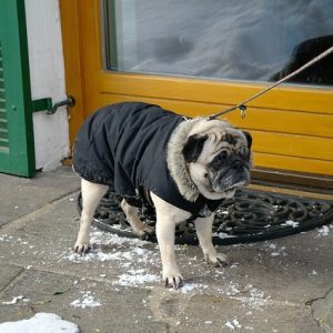 Cold Pug in coat 1