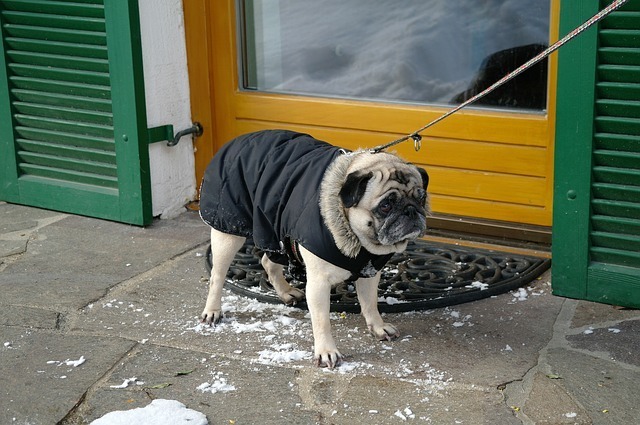 Cold Pug in coat 1