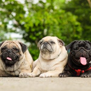 Colors of Pugs