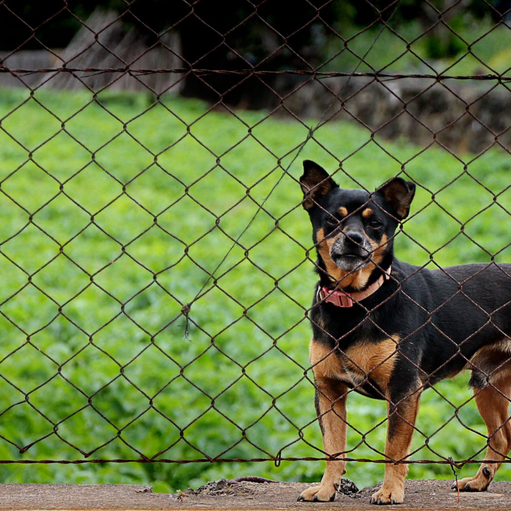 Dog Fence 1