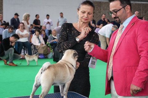 Pug in Dog Show