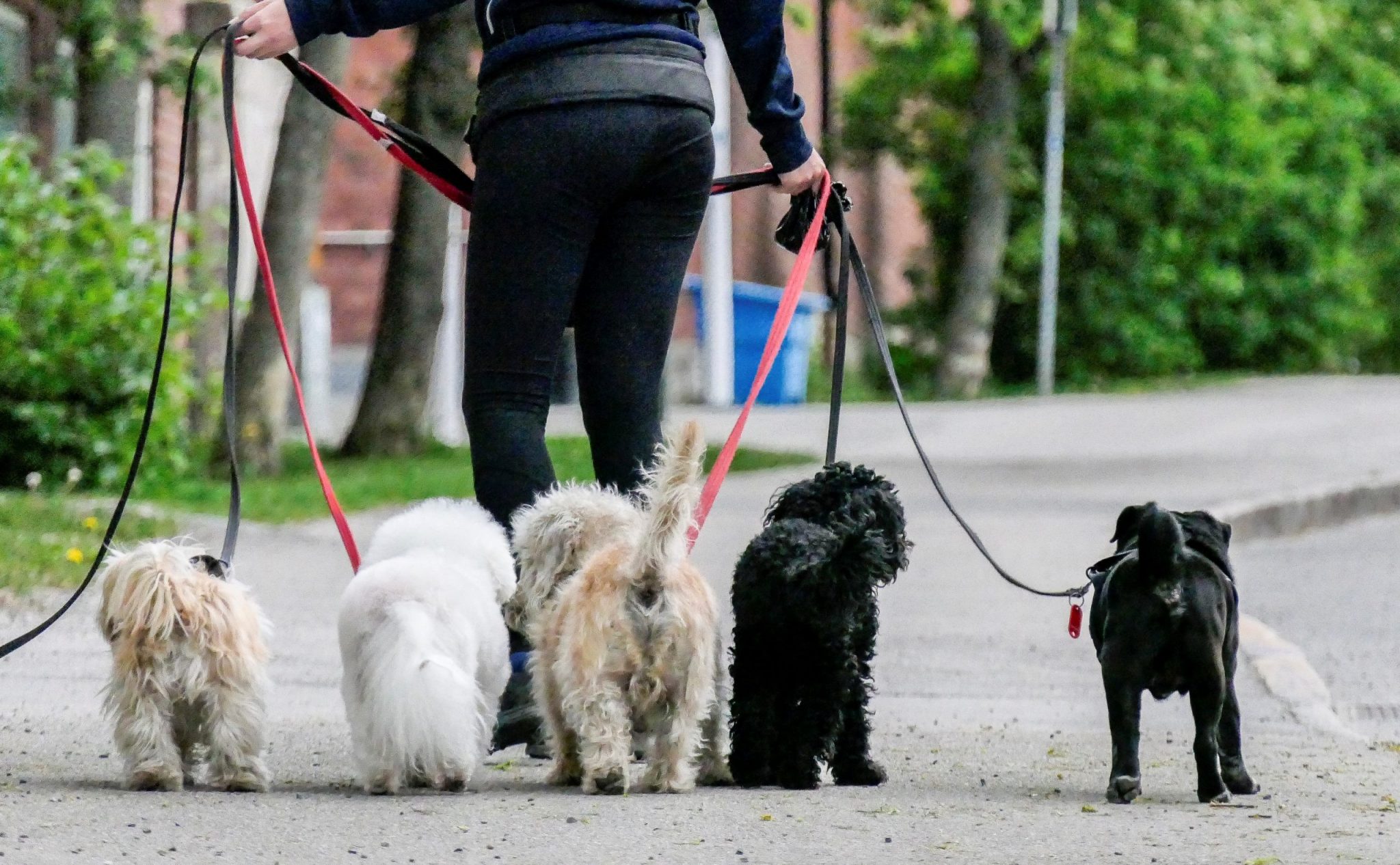 Pug Walking