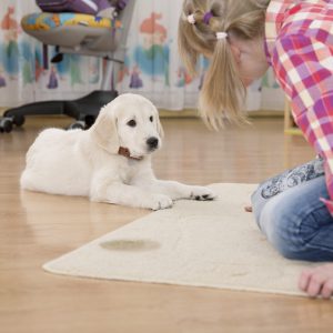 Dog pees on floor