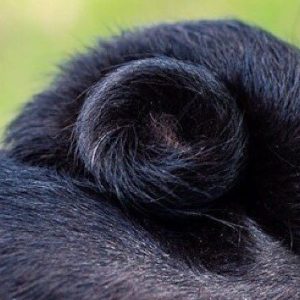 Double Curl Black Pug Tail