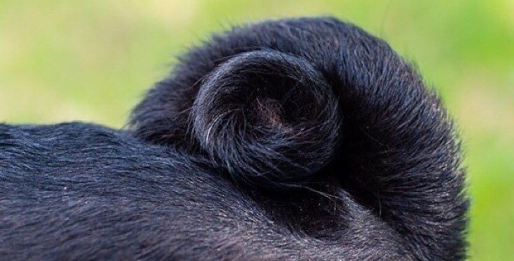 Double Curl Black Pug Tail