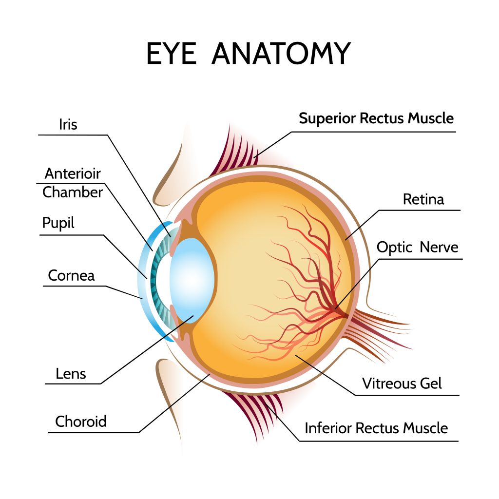 Eye Anatomy