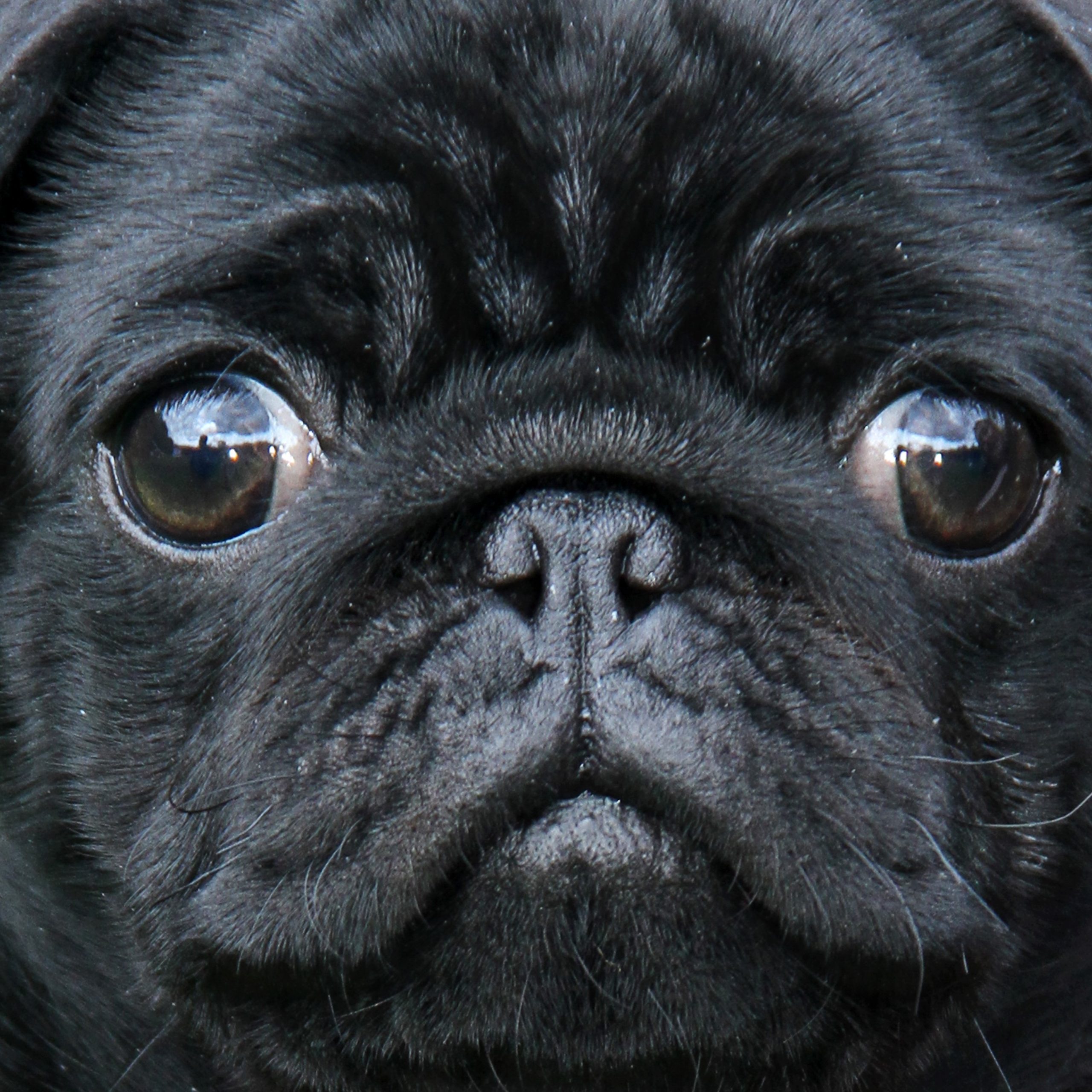 What Color Are Most Pugs