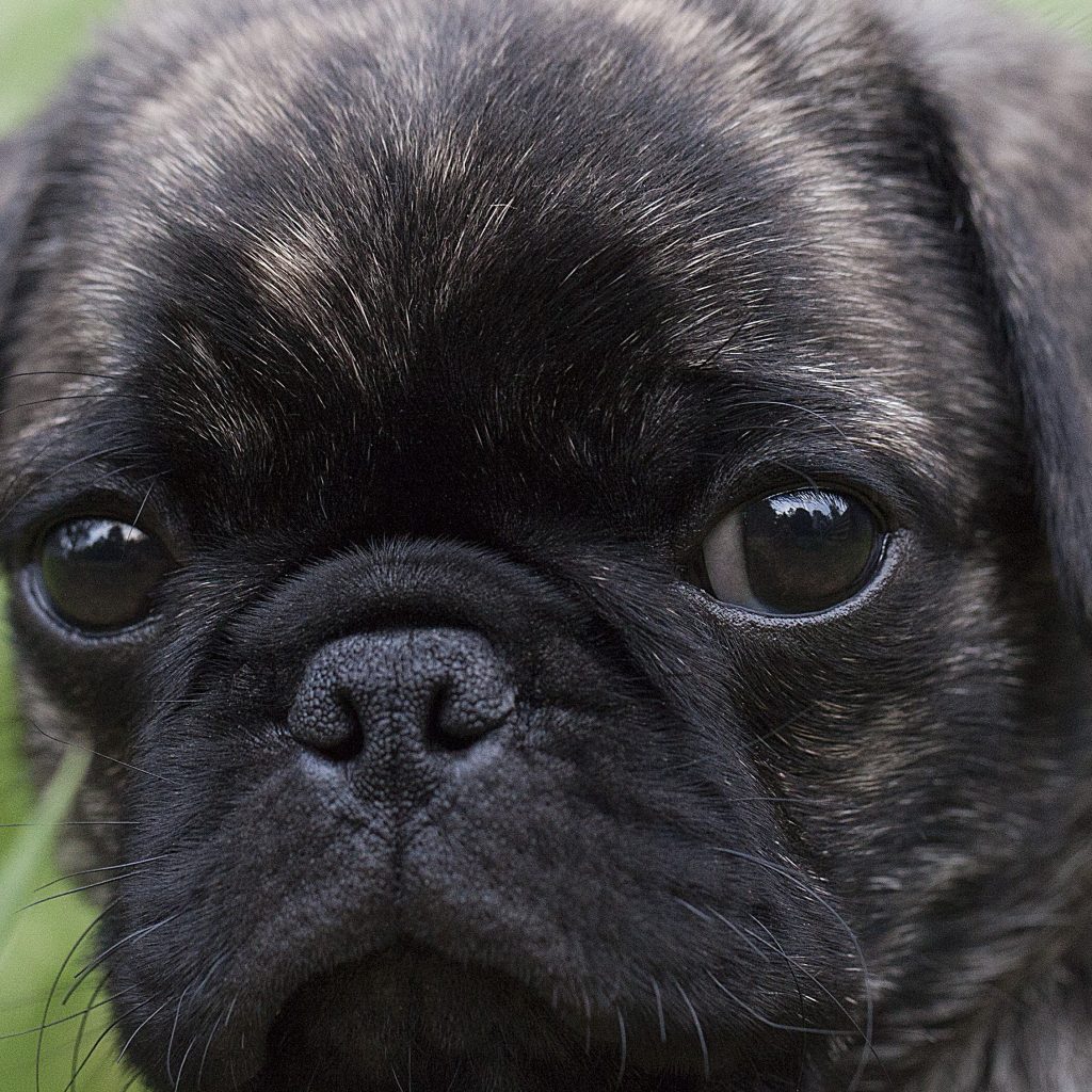 Pug Colors Coat Colors Coat Markings And More Kooky Pugs