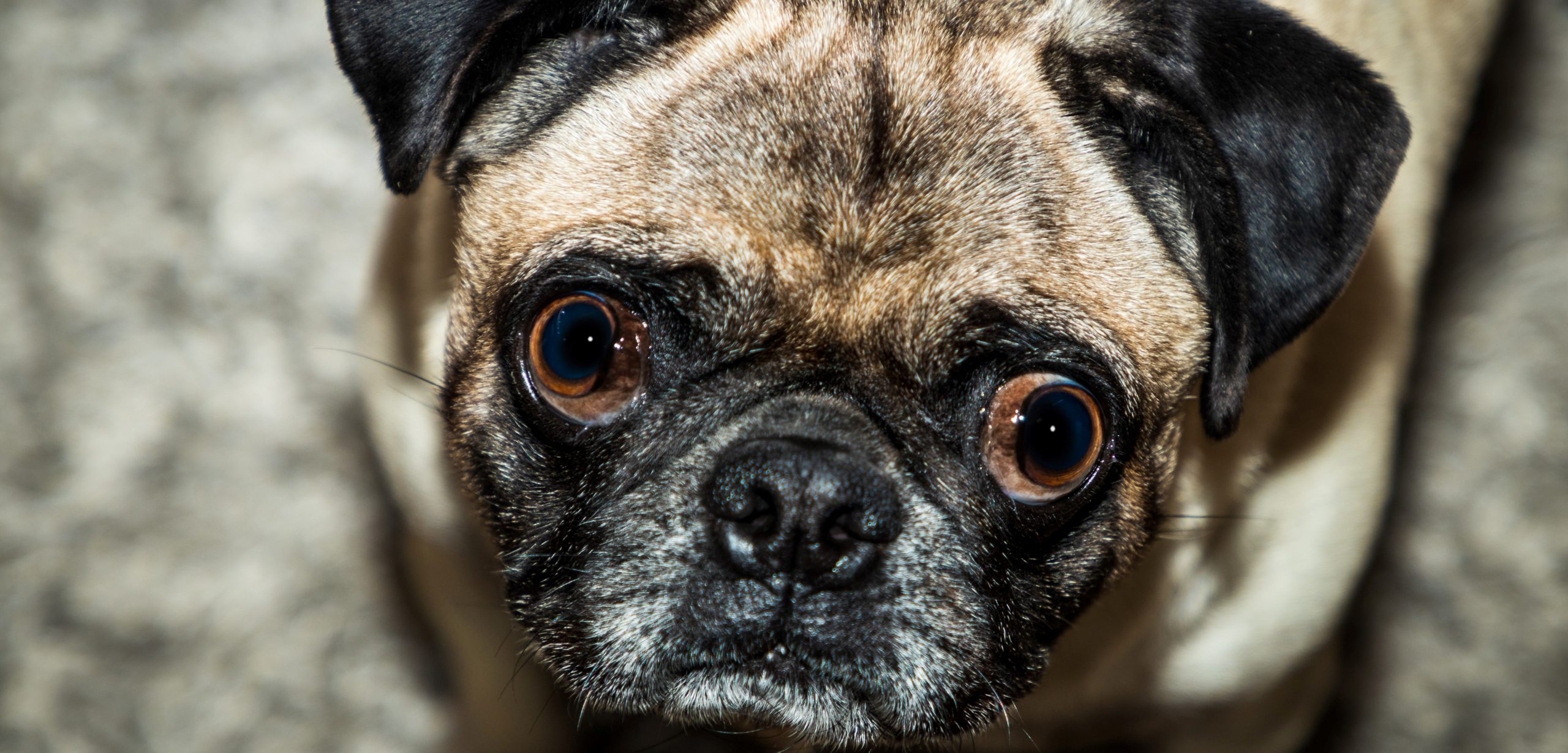 Pug Eye Problems And How To Treat Them | Kooky Pugs