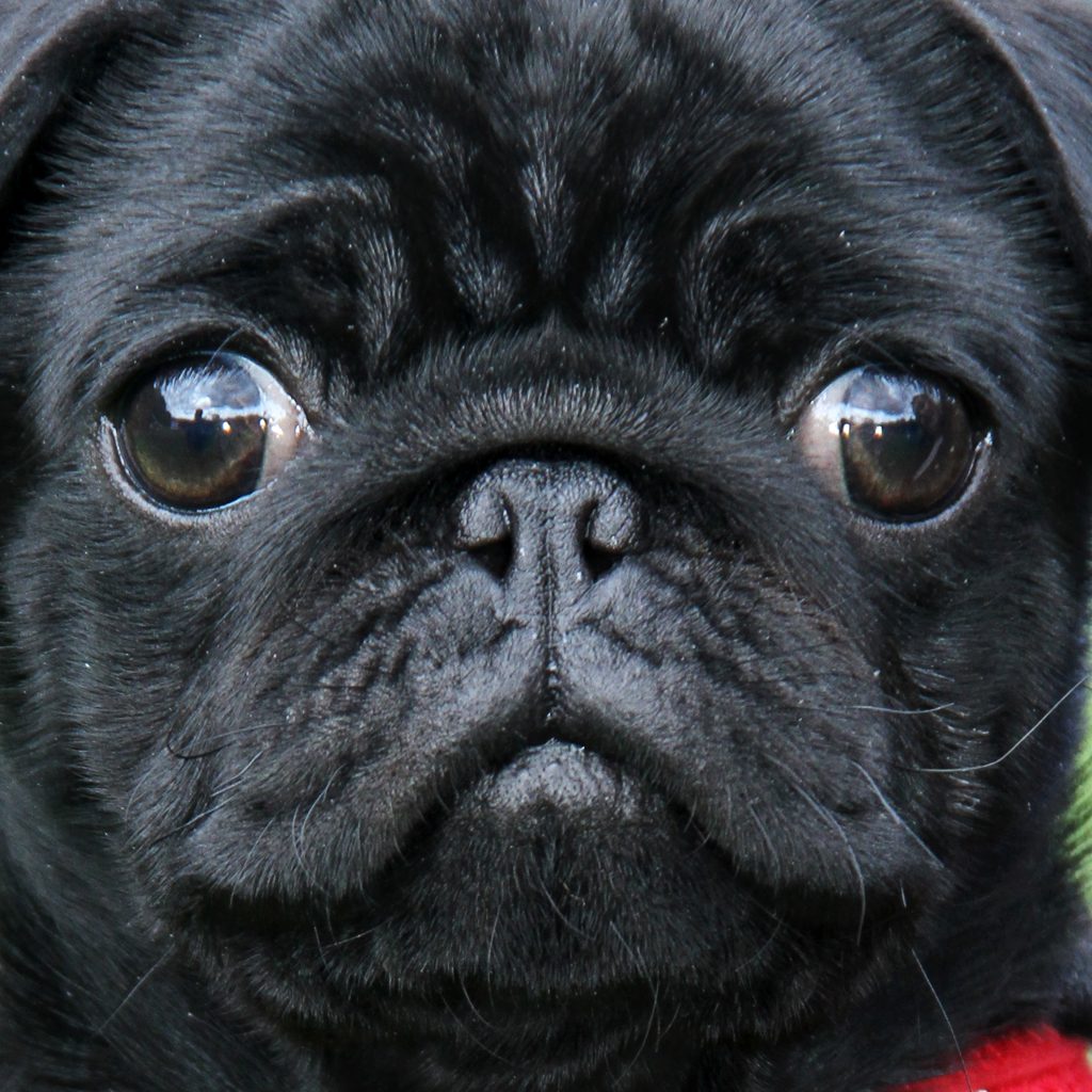 Eyes Black Pug