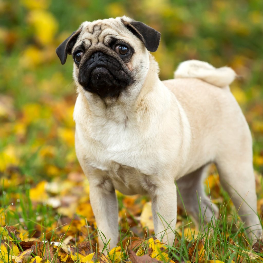 Pug in Fall