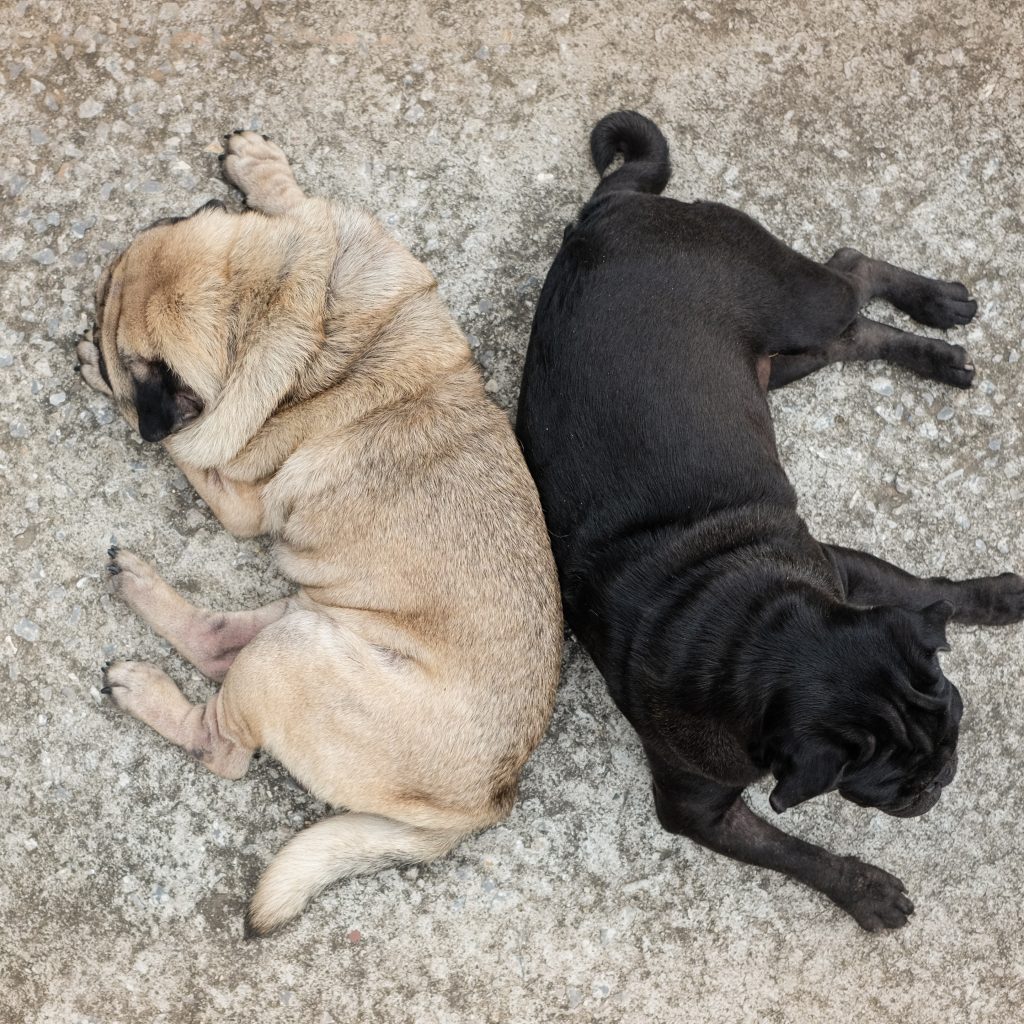 Fawn and Black Pug