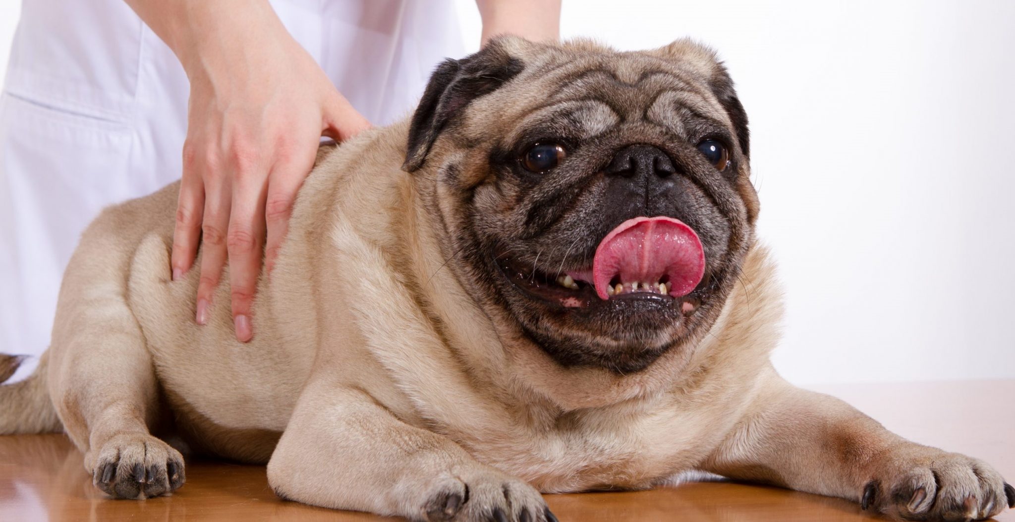 Pug Weight: Help Your Pug Get To A Healthy Pug Weight