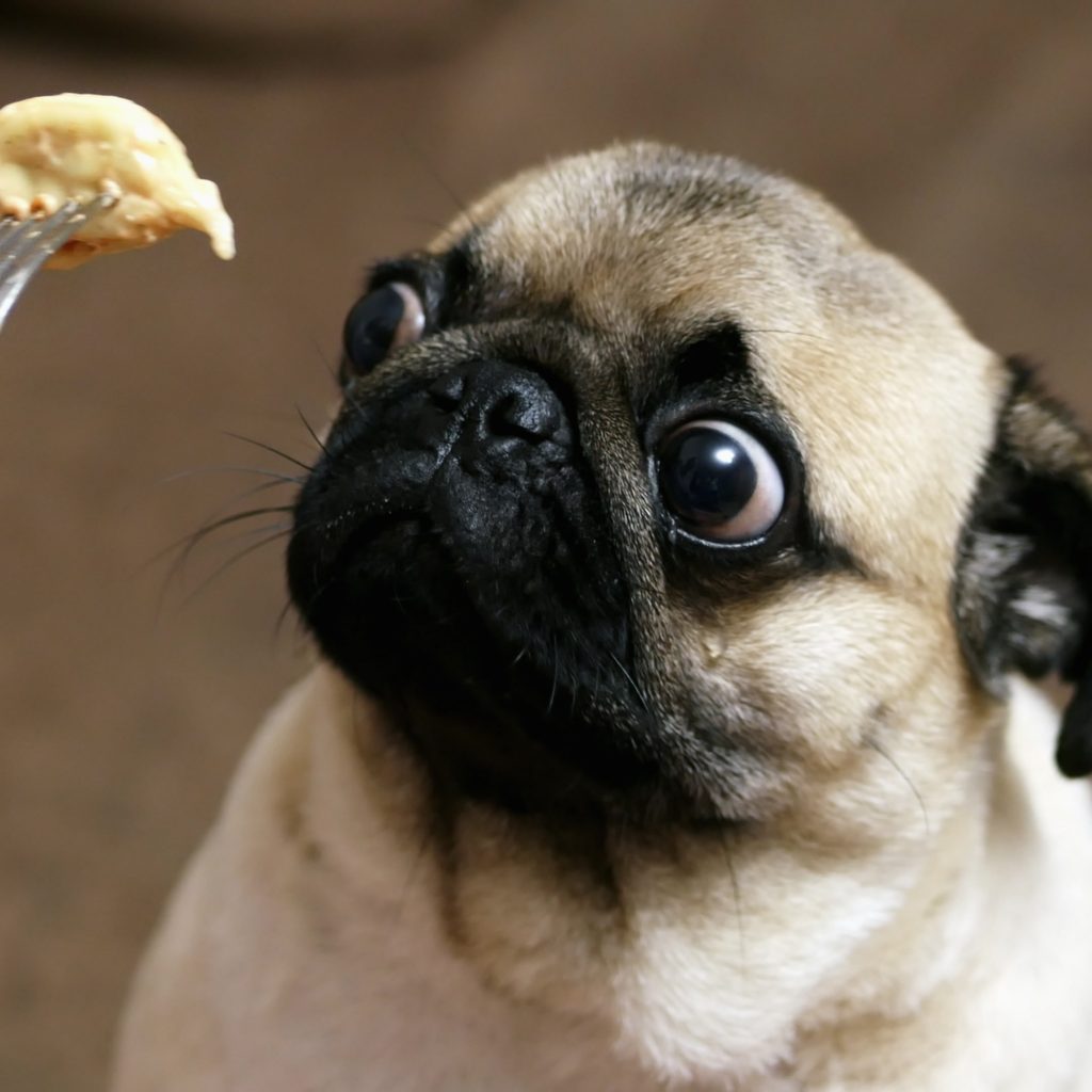 are pugs smart dogs